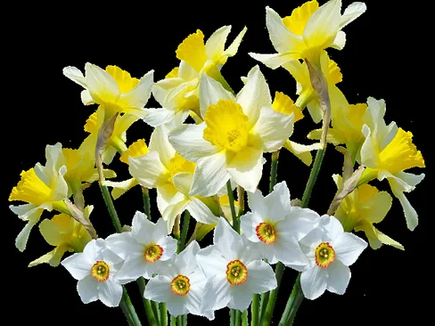 Spring-3002469_1280