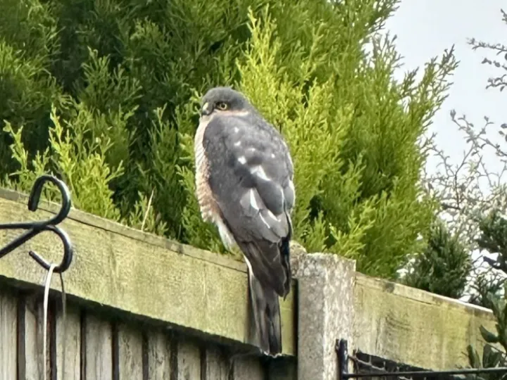 Hawk