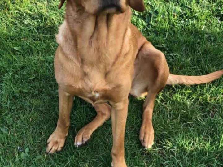 dog