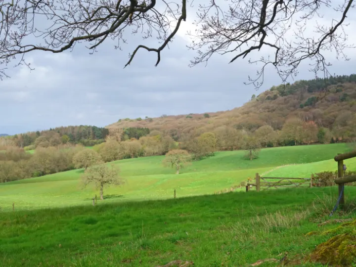 Field and Forest