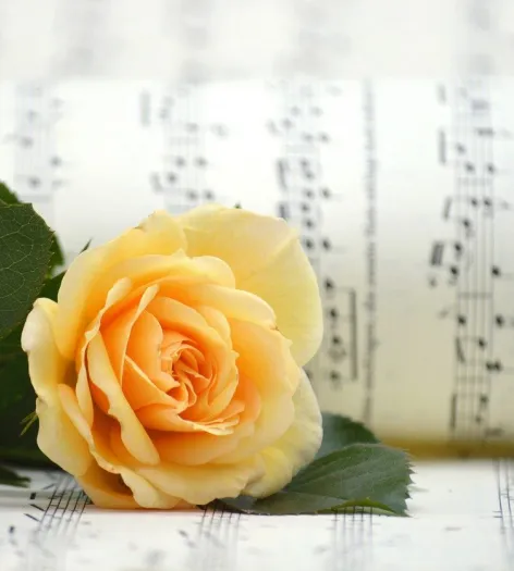 A yellow rose laying on some sheet music