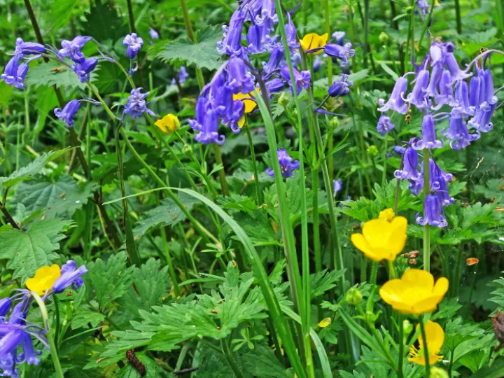 Bluebells