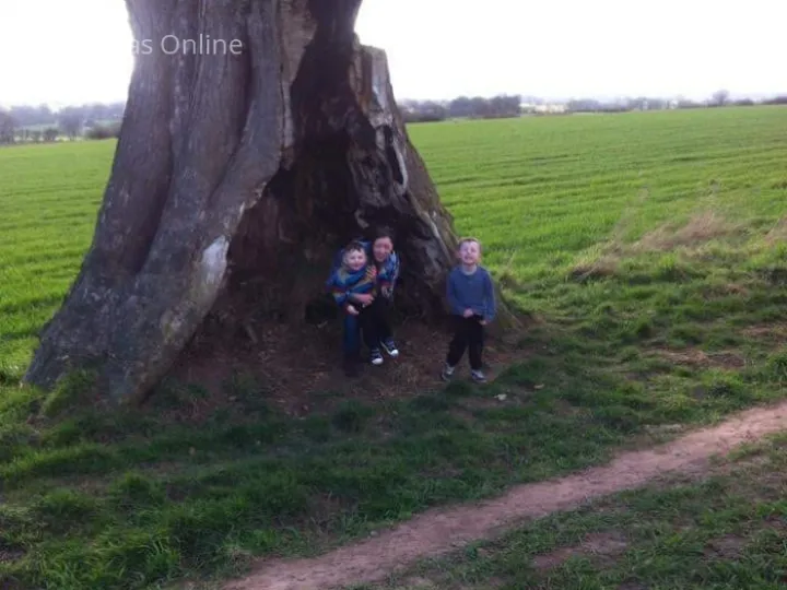 Ox Heys Trees