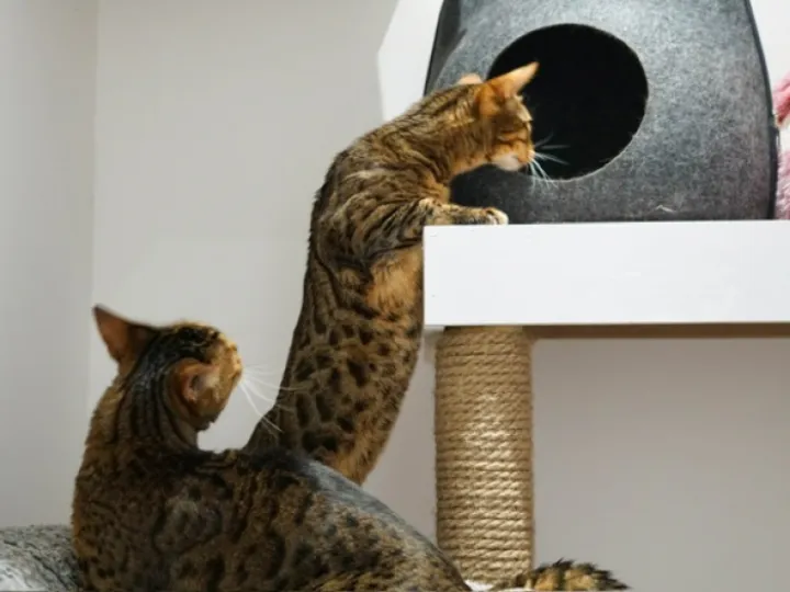 Cats 9
