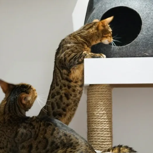 Cats 9
