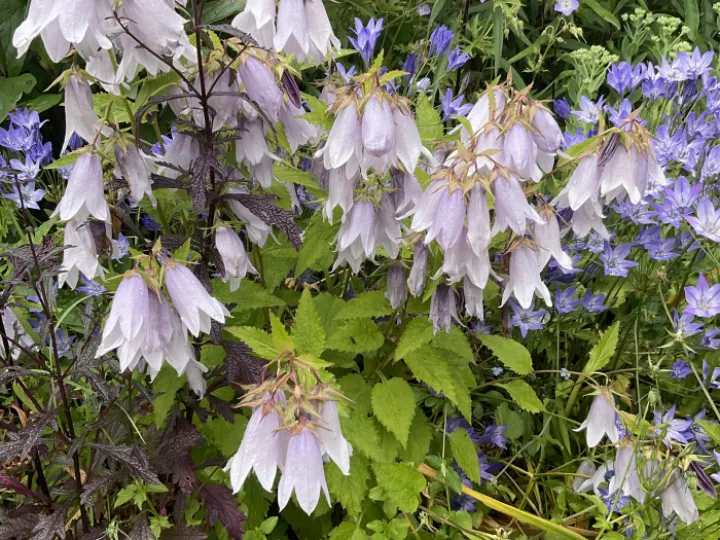 Garden blogjuly24