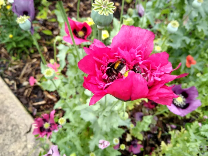 Bailgate MC Garden