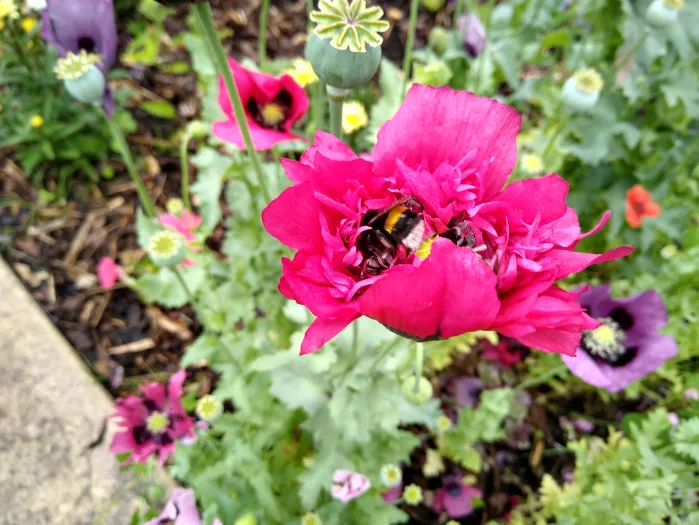 Bailgate MC Garden