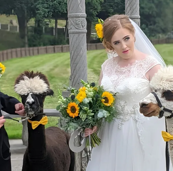 Alpaca Wedding Hire Uk 2