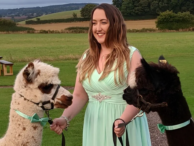 Alpaca Wedding Hire Uk 5