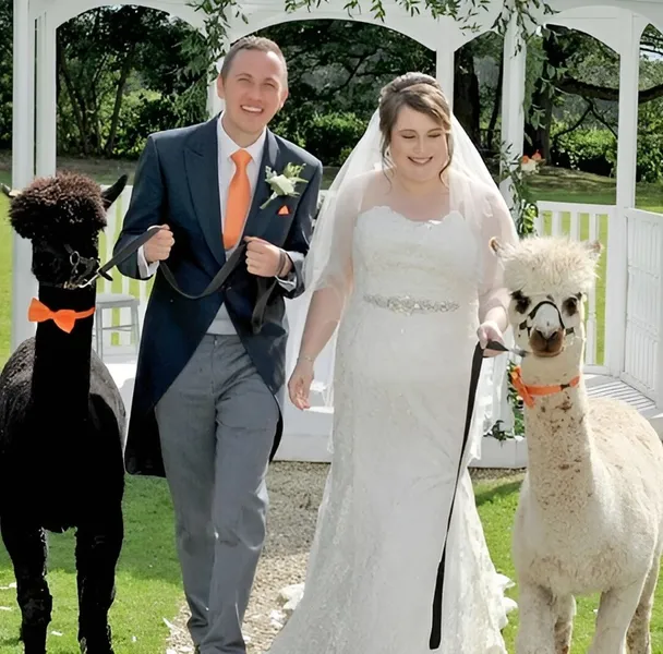 Alpaca Wedding Hire Uk 6