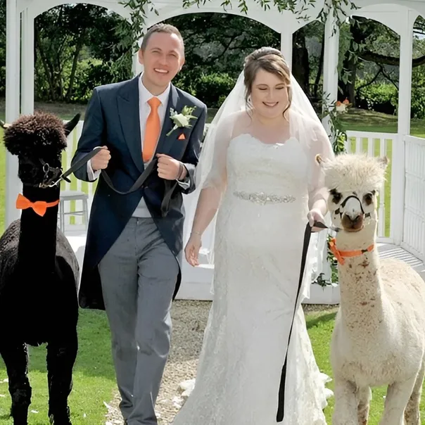 Alpaca Wedding Hire Uk 6