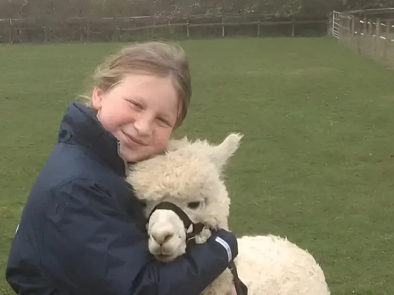 Alpacas After School 2