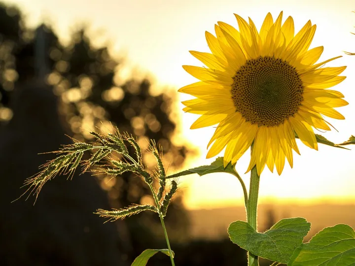 Vibrant sunflower backlit by the warm glow of a sunset, capturing summer essence.