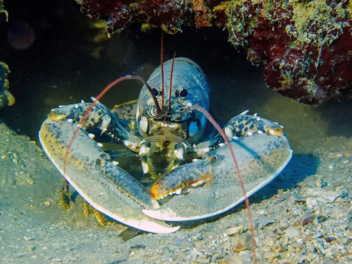 Lobster, dive, croatia, lobster, lobster