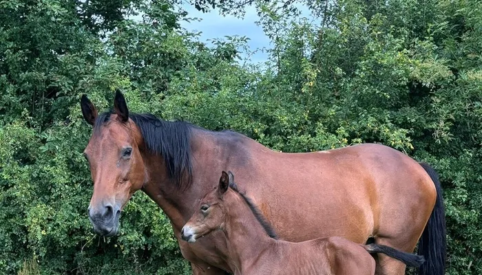 Foals