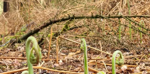 New Growth