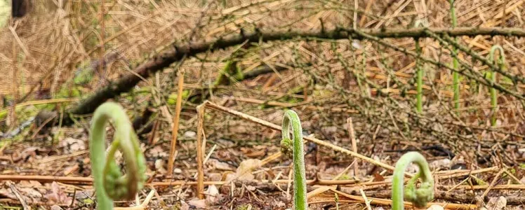 New Growth