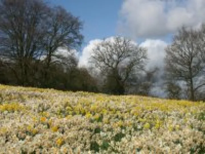 Daffs
