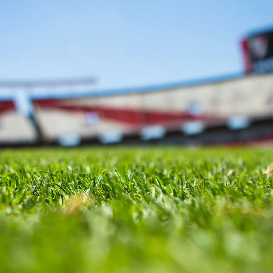 Close-up of grass with a blurred stadium background under a clear sky.