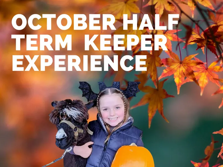 Autumn Half Term Poster