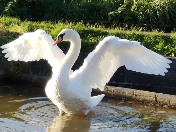 Swan