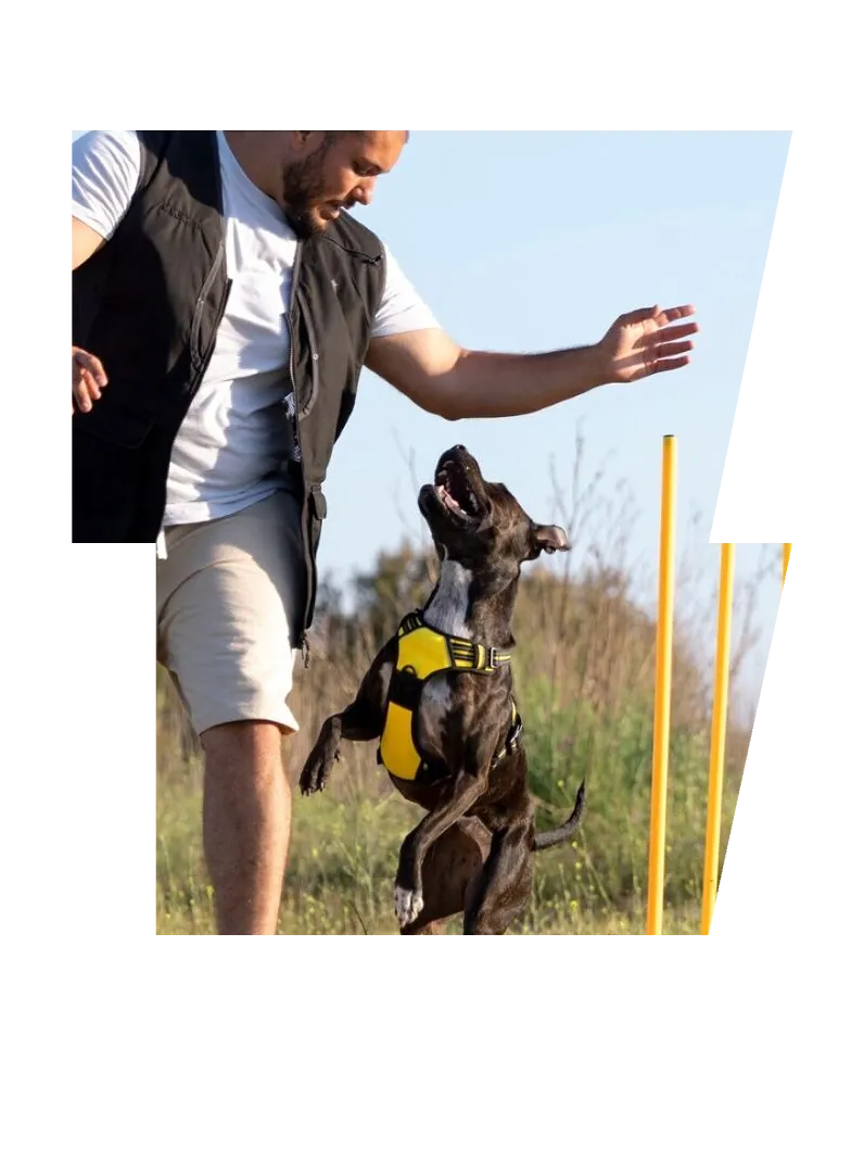 Dog trainer teaching dog to run though obstacles