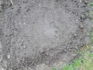 Secret sunflower sower2 12 April