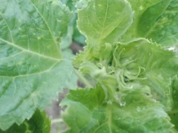 secret sunflower sower 7