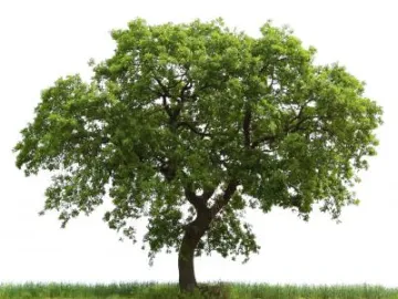 oak-tree