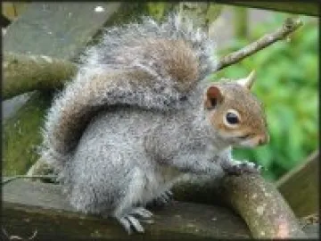 grey-squirrel