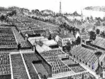 tree nursery image