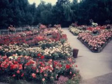 Chestre Zoo July 1969