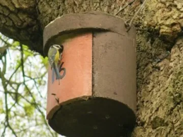 Blue Tit At Bird Box