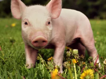 #piglet