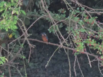 King fisher  near Turnpike field