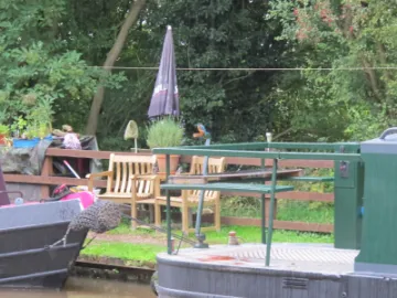 Kingfisher near Turnpike field