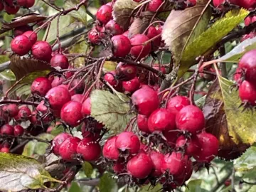 204BA932-24C7-43FE-A3AE-114E87158FEA