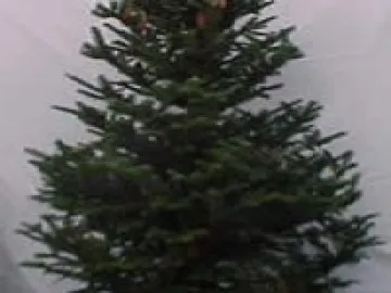 Fraser_Firs_Are_Great_Christmas_Trees