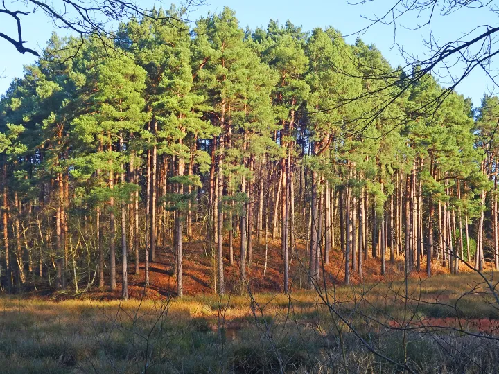 RR Pining For Home S02692 Crop