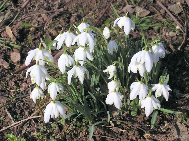 Snowdrop 3
