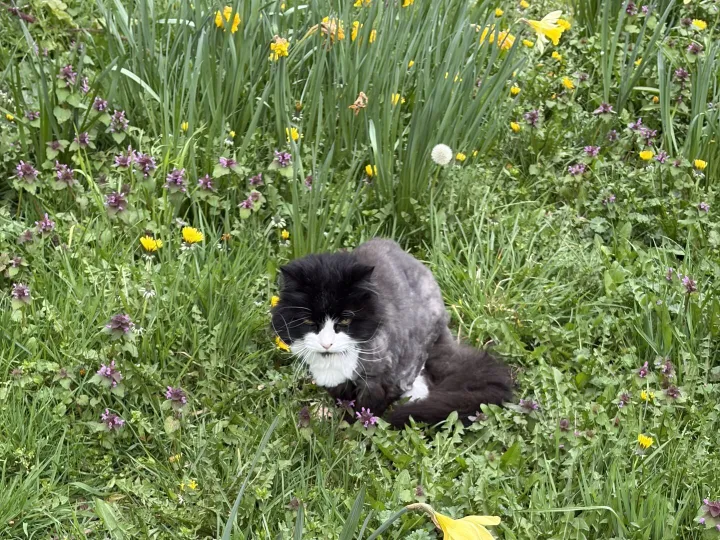 Found &ndash; Cat Found