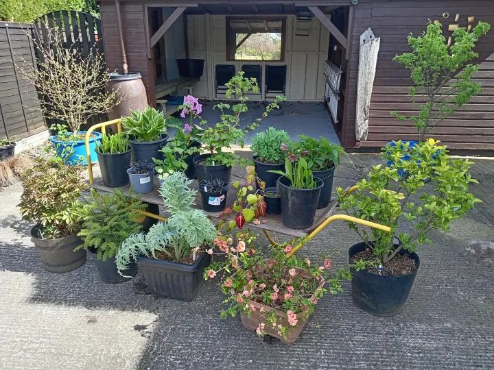 Items for sale &ndash; Bargain Sale of Perennials & Shrubs Various