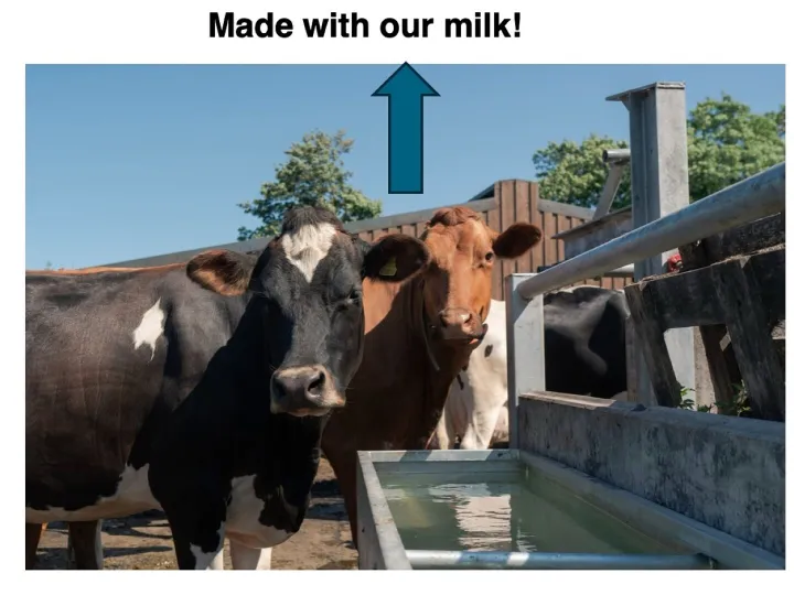 Clotton Creamery Cows