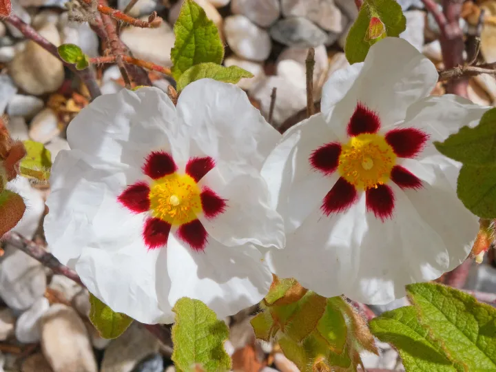 RR Cistus_f9471