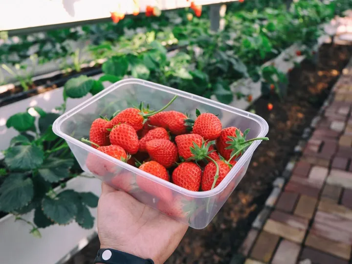 Picking strawberry