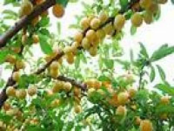 Fruit Tree