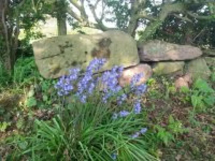 Bluebells 2