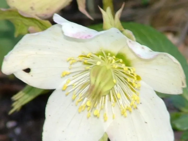 DJW hellebore
