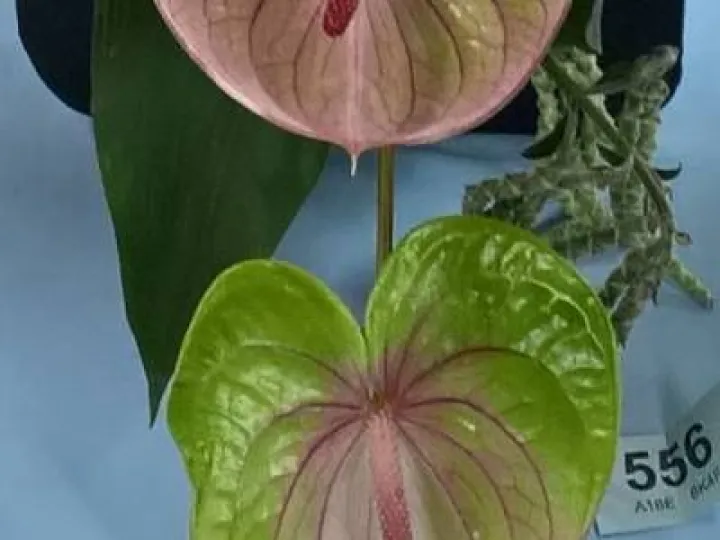 Flower Club Jan 2017 Wp_20170111_21_35_09_pro  3